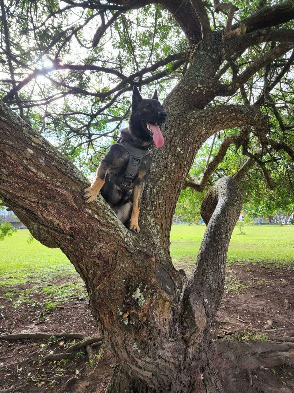 Imagen de un perro para la seccion acerca de